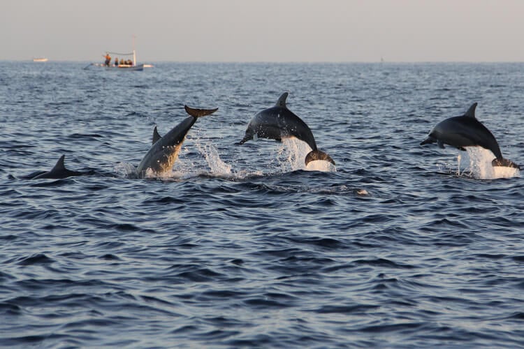 Dolphins at Lovina Beach