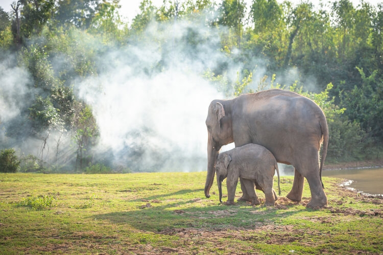 Wild elephants in Thailand