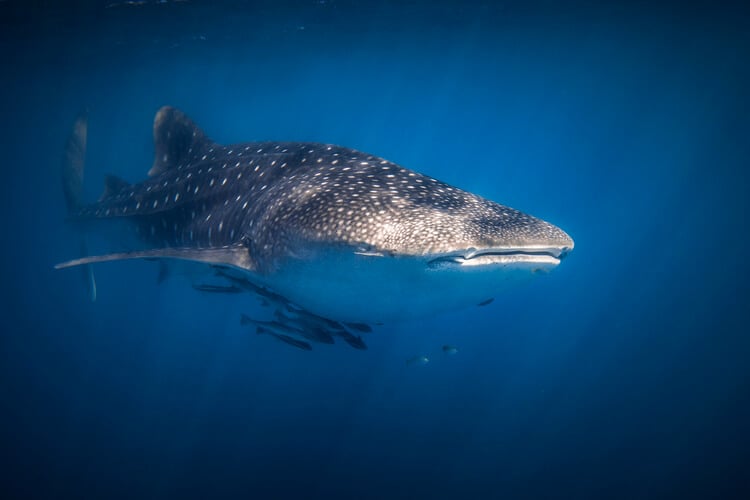 A whale shark and remoras