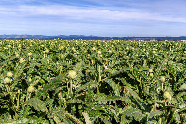 An artichoke field in Castroville