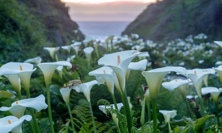 Calla Lily Valley