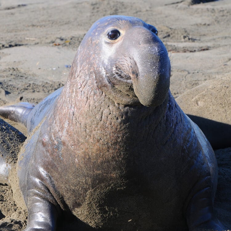 Elephant Seal