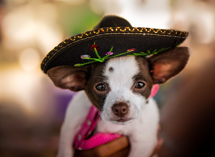 A chihuahua in a sombrero