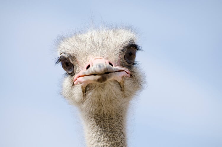 A close up of an ostrich
