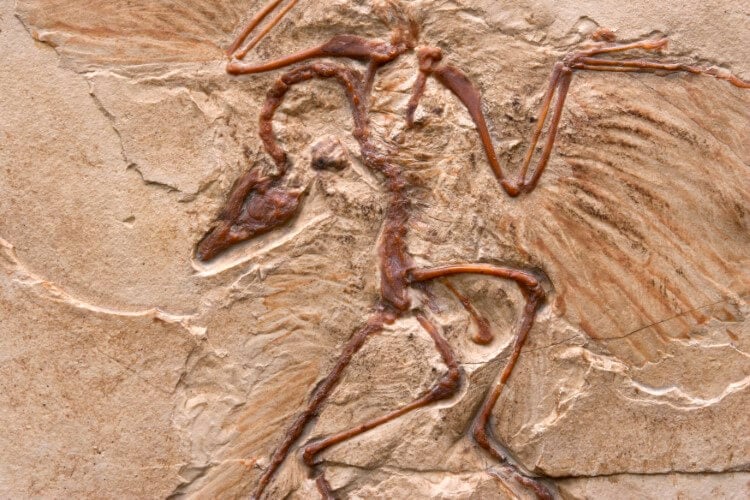 Archaeopteryx skeleton
