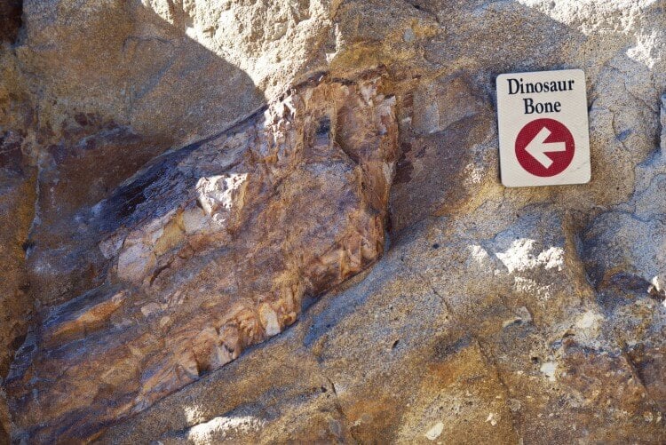  A dinosaur bone in Colorado