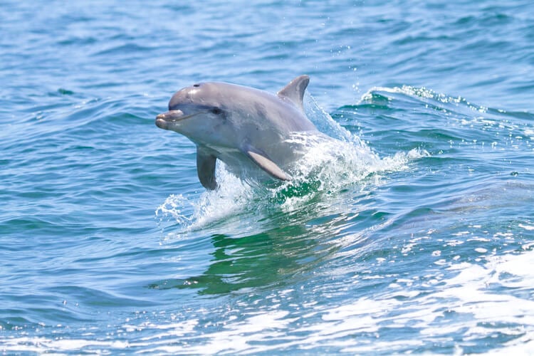 Wild bottlenose dolphin