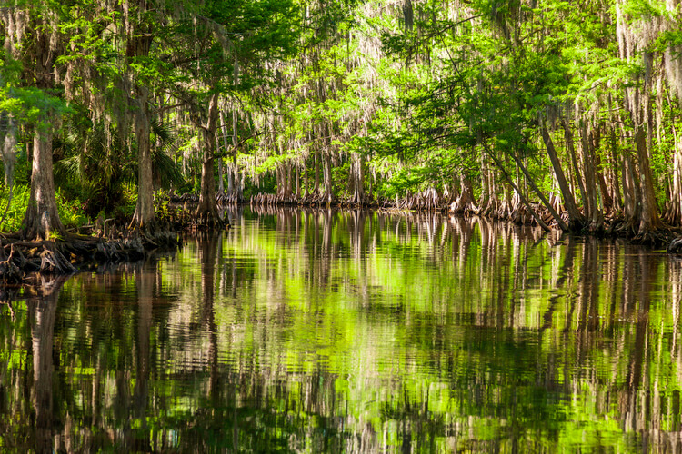 Kissimmee swamp