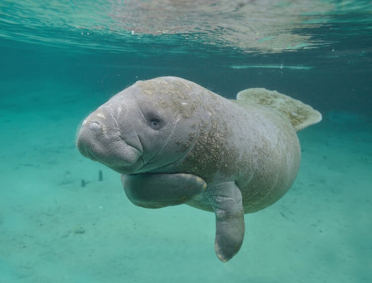 Manatee close up