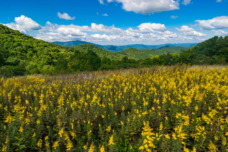 Smoky wildflowers