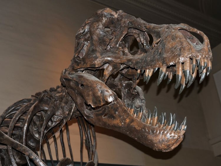 A T-Rex skeleton