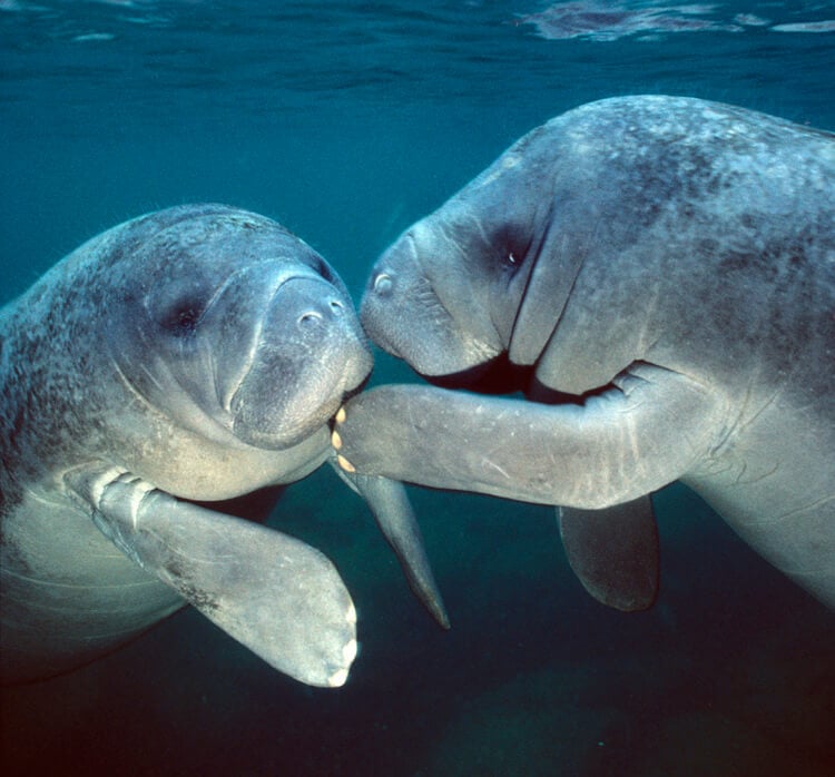 A pair of manatees