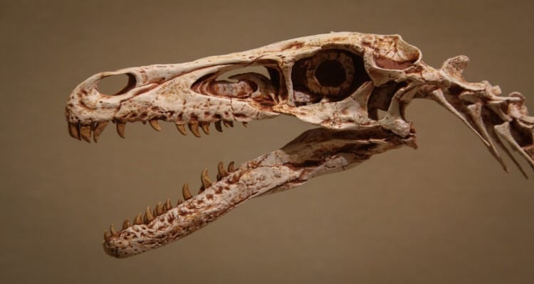 A velociraptor skull