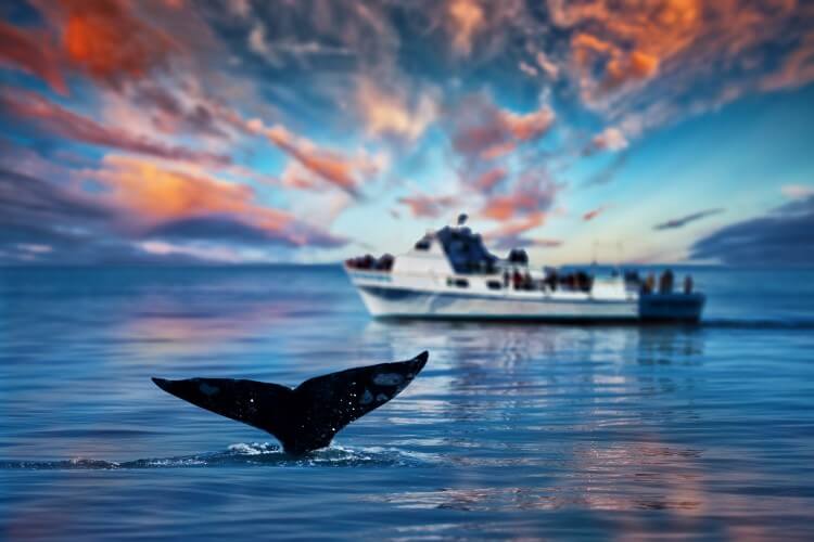 A whale fluke diving beneath the water under a sunset sky as a tourist boat watches on