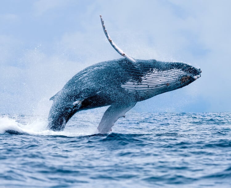 Humpback whale breaching