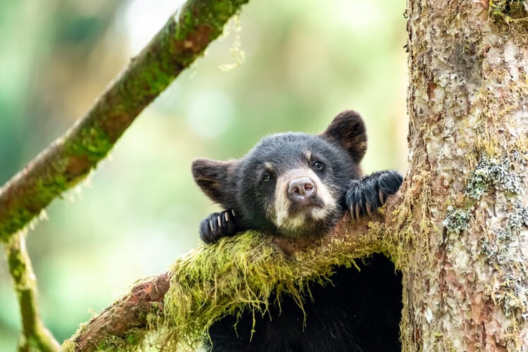 A black bear cub
