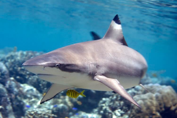 A blacktip reef shark swimming over coral.