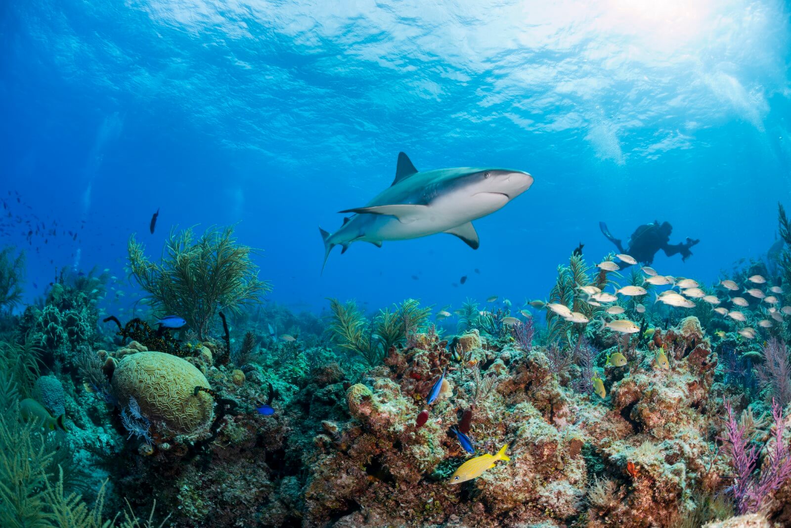 A Caribbean reef shark swimming over coral.