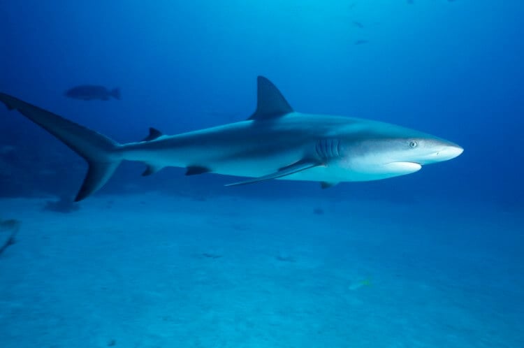 A Caribbean reef shark swimming around.