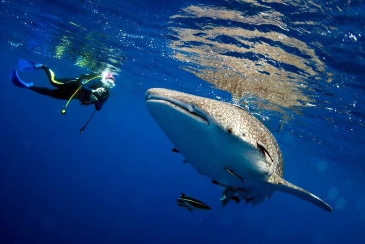 A diver photographing whale sharks in the Caribbean.