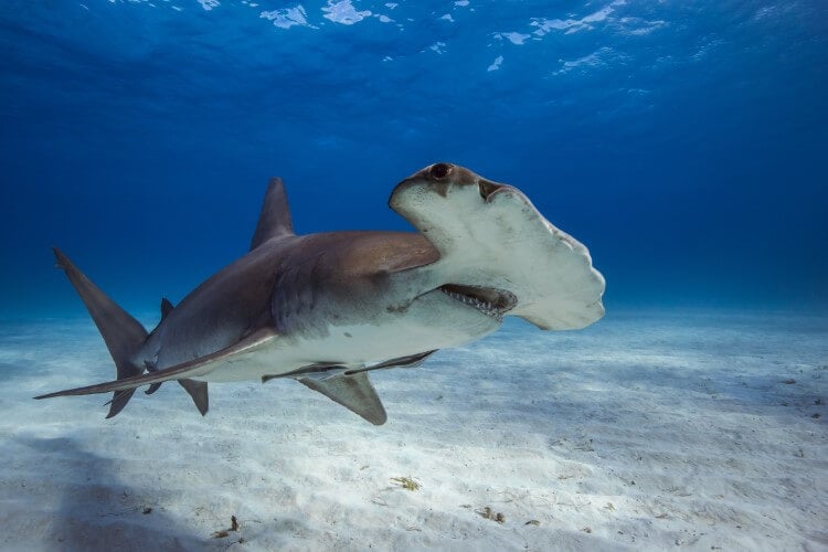 A friendly great hammerhead shark.