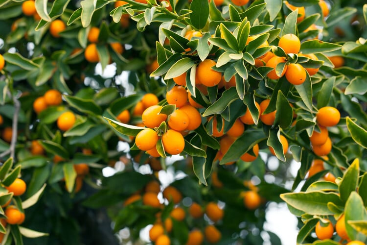 Kumquats