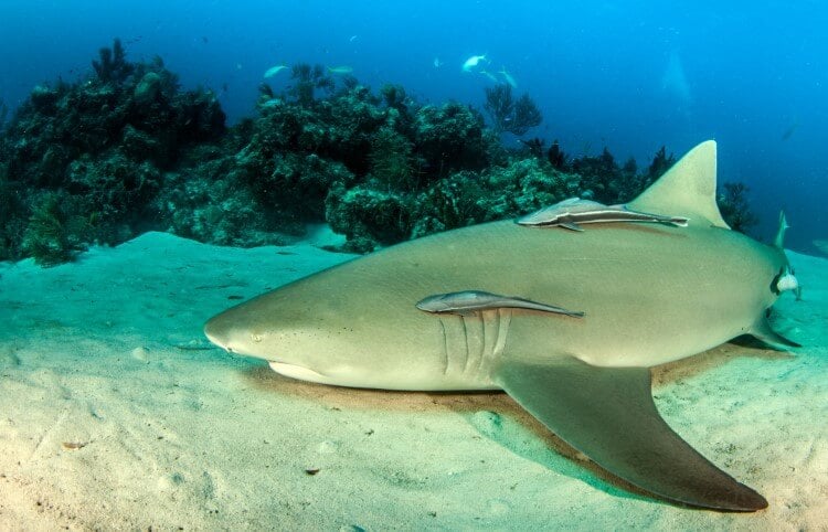 A lemon shark on the ocean floor.