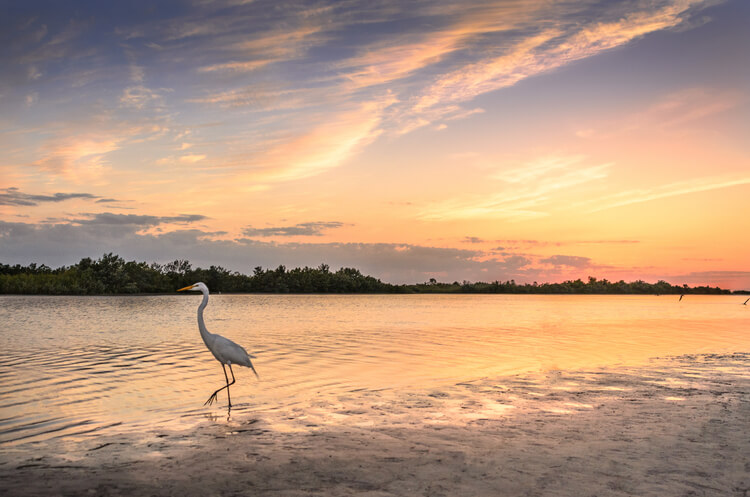 An egret on Marco Island