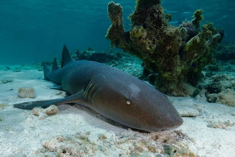 A nurse shark on the sea floor.