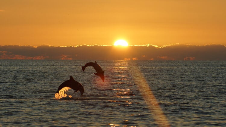 Sanibel Island dolphins