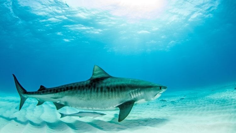 A tiger shark swimming with fish.