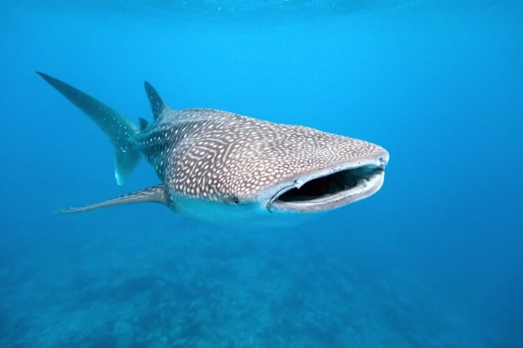 A whale shark with an open mouth.