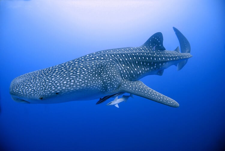 whale shark