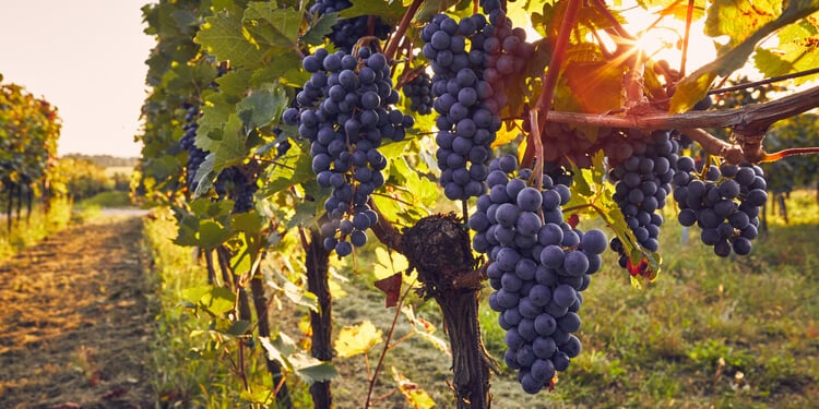 Grapes on a vine