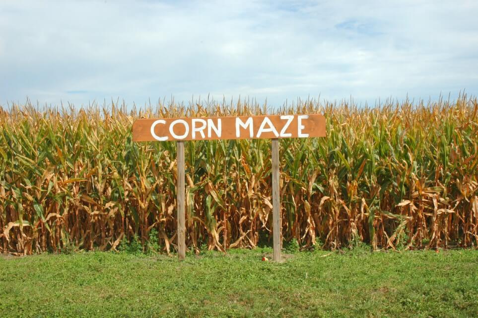 A corn maze