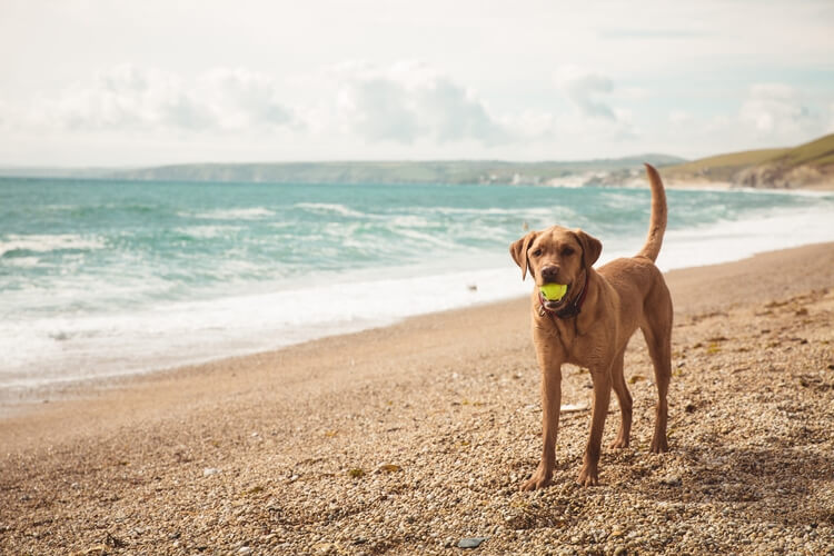 dog on sandy beach with a tennis ball