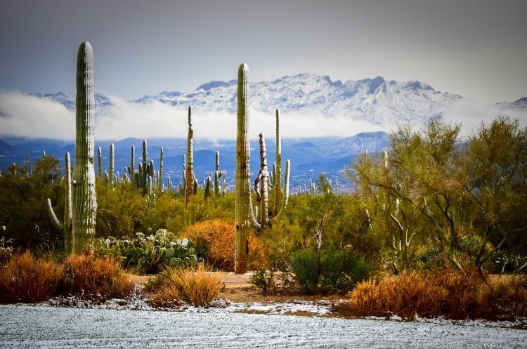 Arizona cacti with a dusting of snow