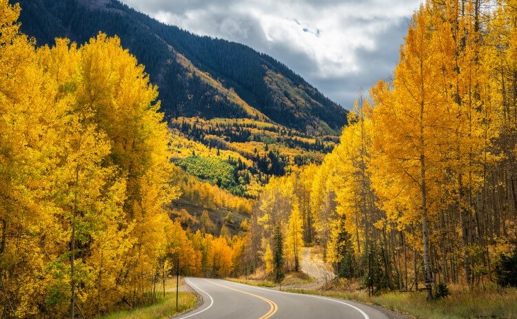 Golden trees in Colorado