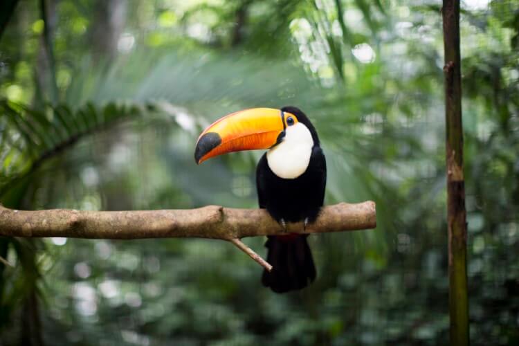 A toucan sits on a branch in dense rainforest in Costa Rica