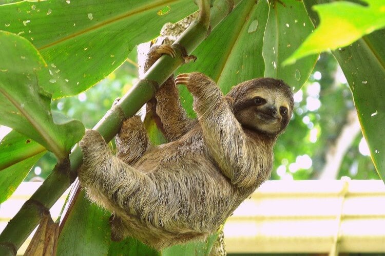A three-toed sloth in Guanacaste, Costa Rica