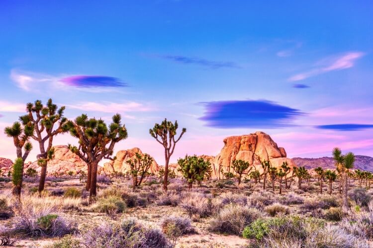 Joshua Tree National Park