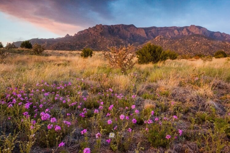 Wildflowers in New Mexico in the spring