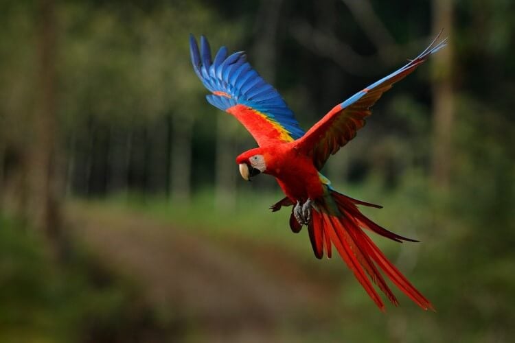 A beautiful scarlet macaw in flight