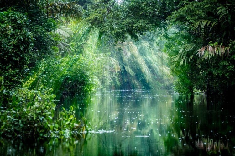 Sunlight filters through the dense rainforest canopy at Tortuguero National Park