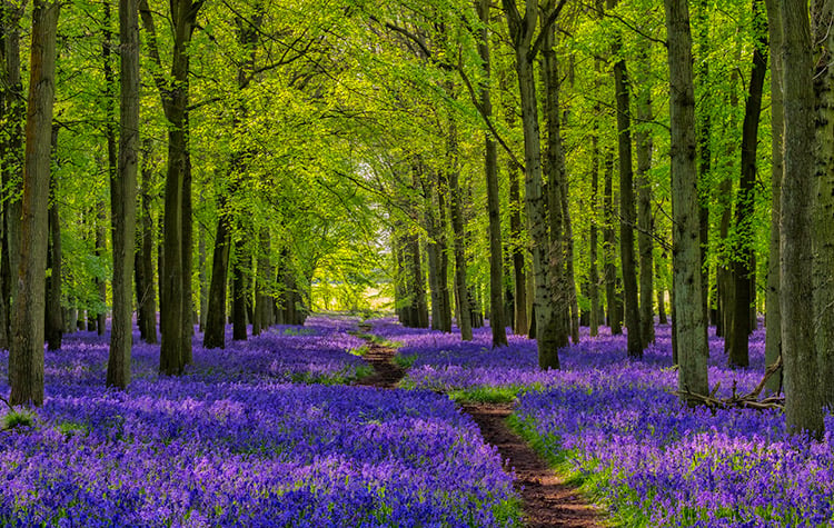 Bluebell woods in the UK