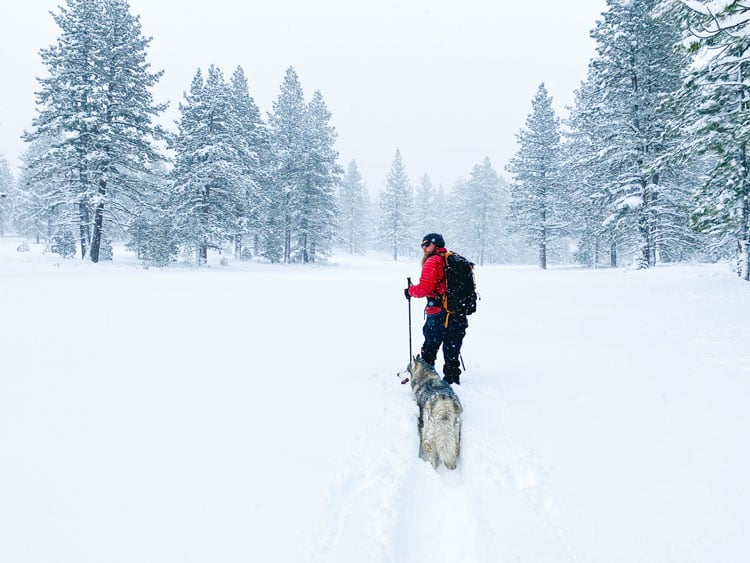 The best places to visit in December - person walking through snow with husky dog