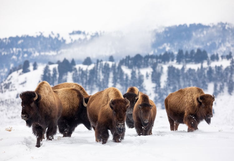The best places to visit in December- bison in the snow in Yellowstone
