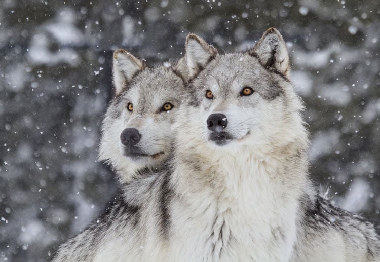 Two wild wolves in a snow storm in Yellowstone National Park