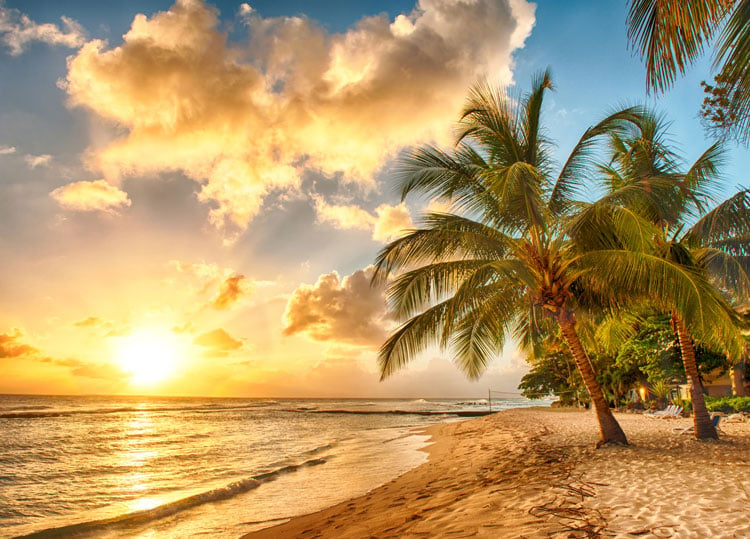 Sunset on a golden sand beach in Barbados with palm trees on the sand - one the best beaches in January