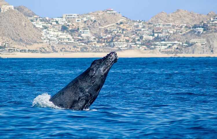 A whale breaching out of the sea in Cancun - The best places to visit in June